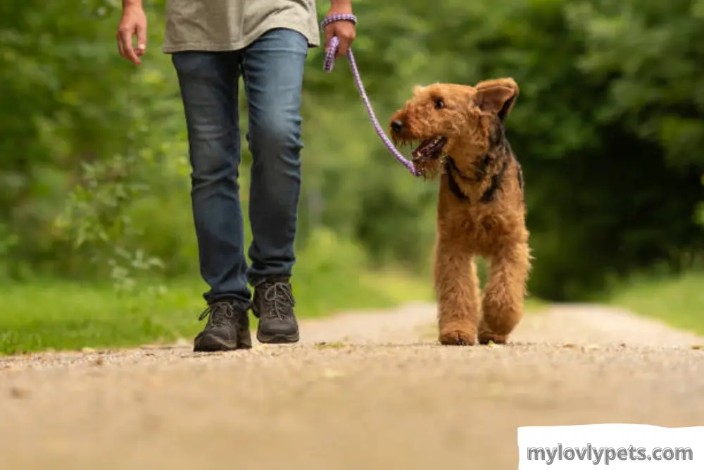 How to Leash Train Your Dog?  Taking your dog for short walks on a leash in a quiet area and rewarding it with treats.