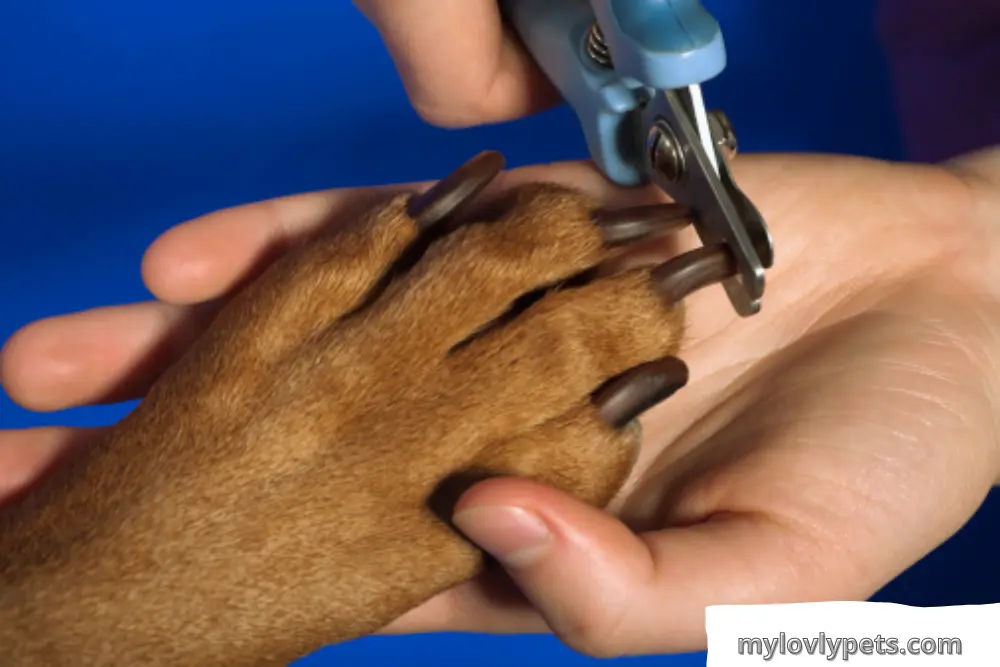  Can I cut dog's nails with human nail clippers? Human nail clippers can be used to trim the nails of puppies.