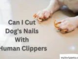 Can I cut dog's nails with human nail clippers? Human nail clippers can be used to trim the nails of puppies.