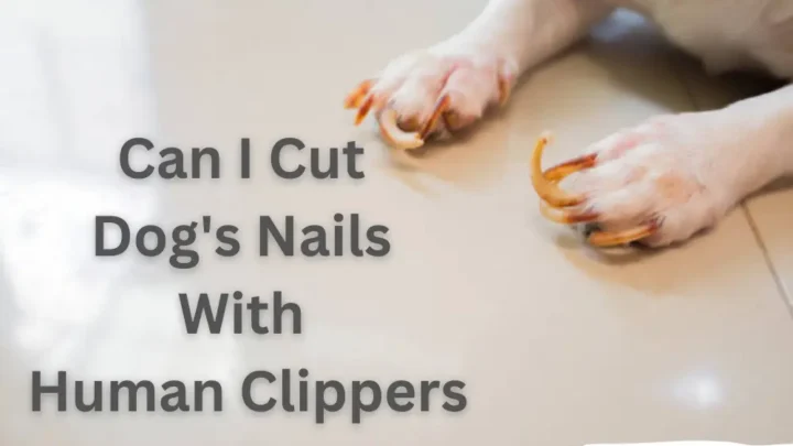 Can I Cut Dog’s Nails With Human Clippers? My Lovely Pets
