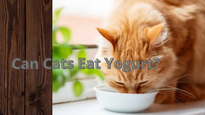 Can Cats Eat Yogurt, Even Though They Love It?