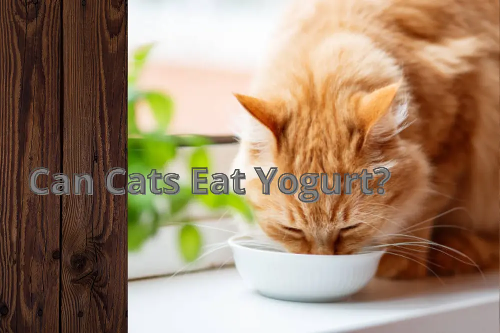 can-cats-eat-yogurt-even-though-they-love-it