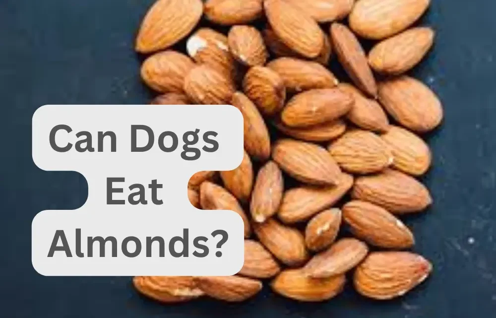 Can Dogs Eat Almonds What are Benefits and Risks?