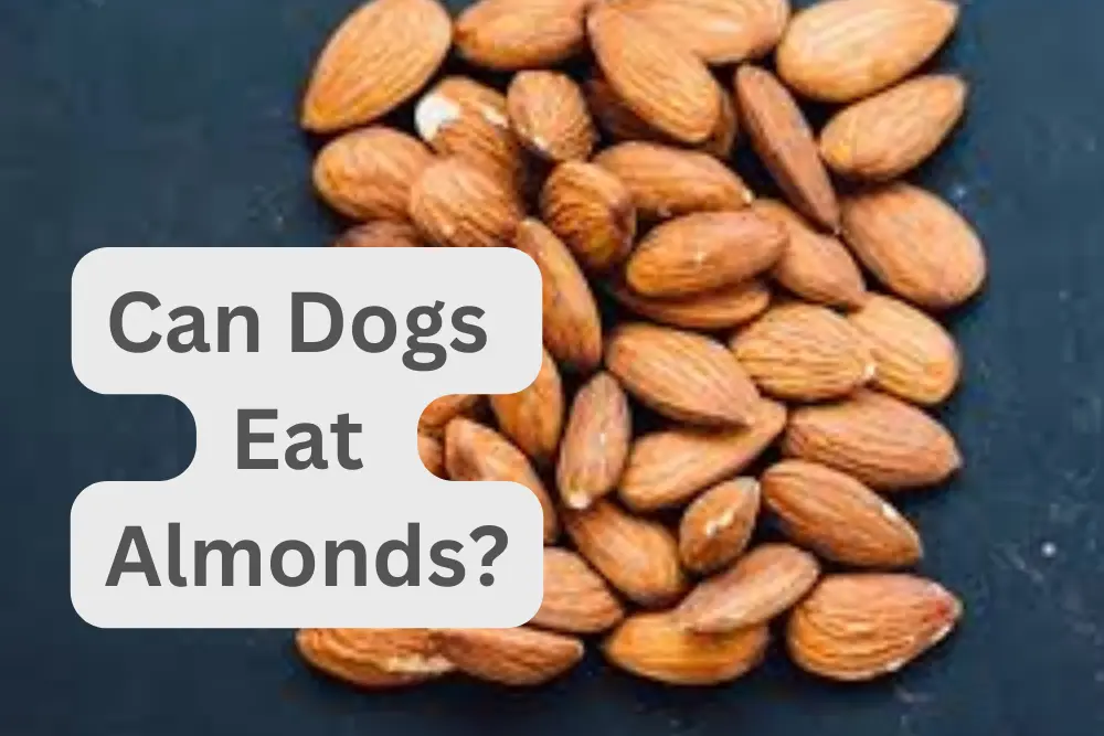 can almonds hurt dogs