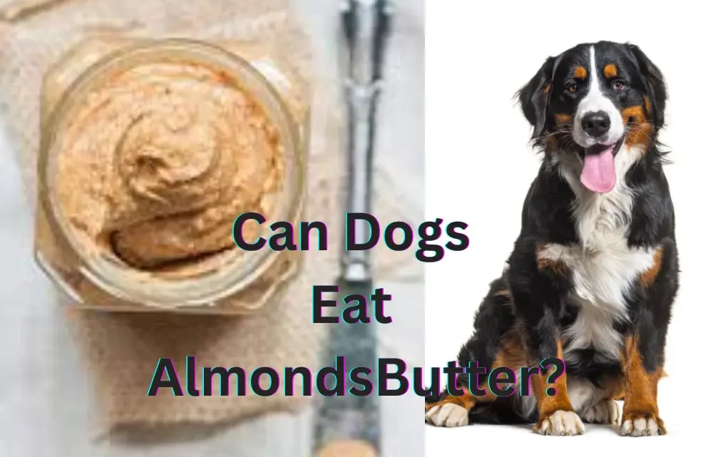 Can Dogs Eat Almond Butter Safely? – My Lovely Pets