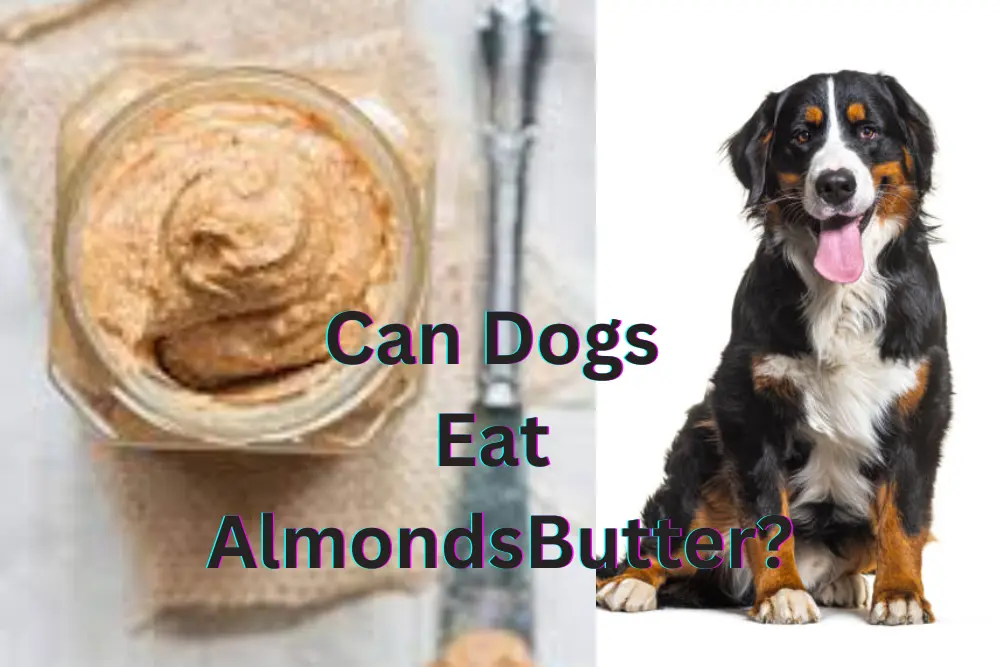 can-dogs-eat-almond-butter-safely-my-lovely-pets