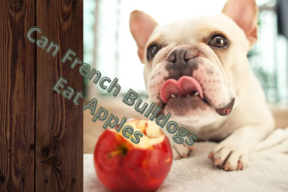 Can French Bulldogs Eat Apples? What You Should Know?