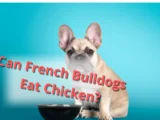 Can French bulldogs eat chicken?