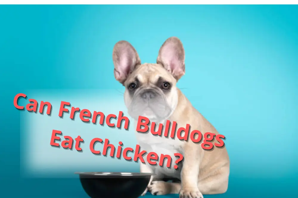 Can French Bulldogs Eat Chicken? My Lovely Pets