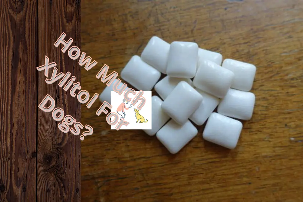 Xylitol for Dogs? How Does Xylitol Affect Dogs?