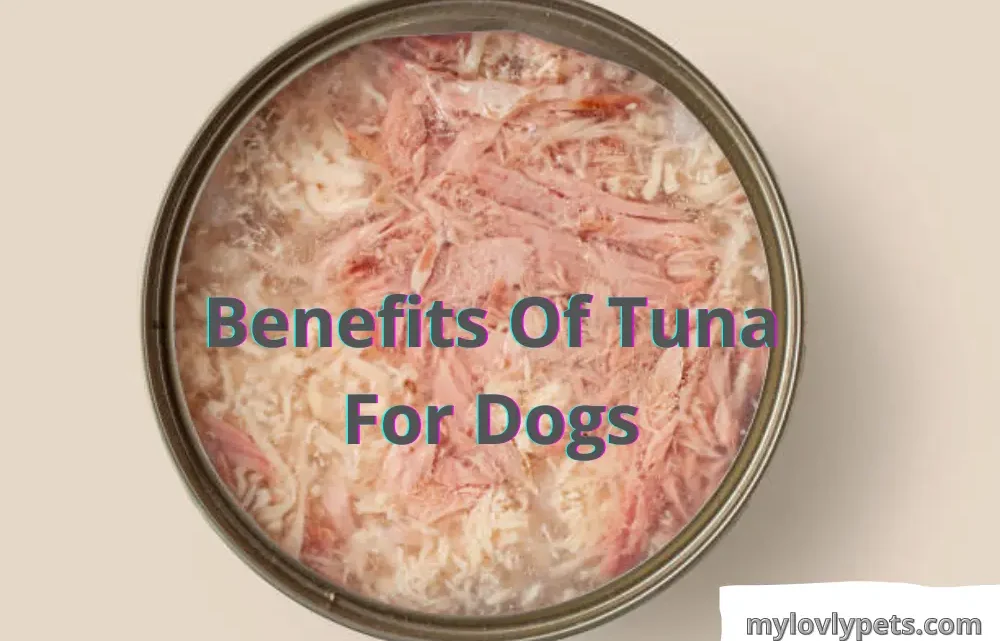 Is Tuna Fish Good For Dogs? Benefits Of Tuna For Dogs