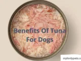 Benefits of tuna for dogs: The protein, minerals, and vitamins in tuna are essential to a dog's health.