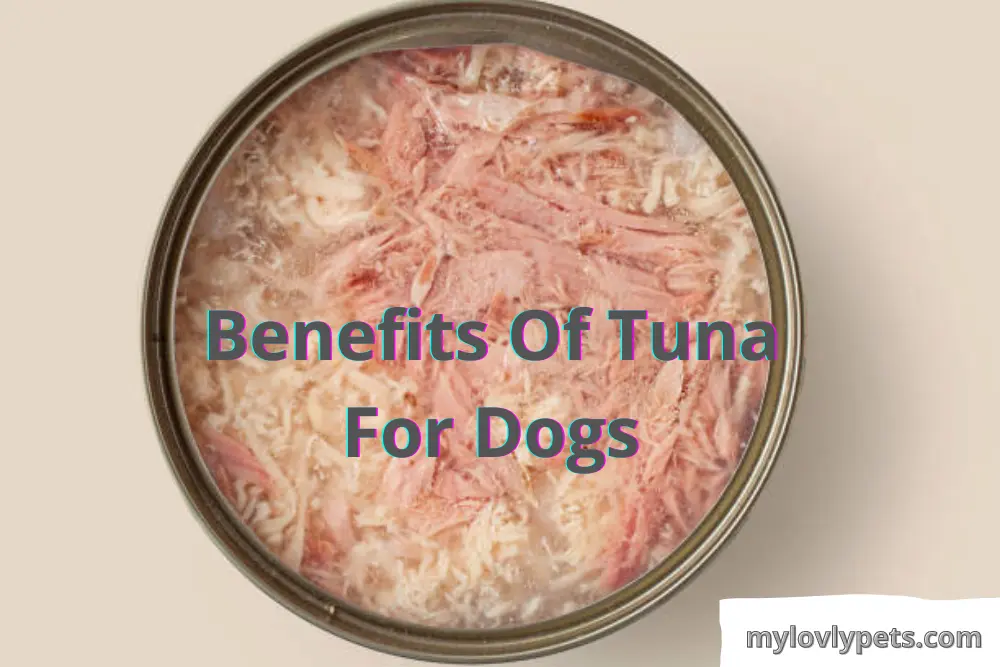 is canned tuna in water good for dogs