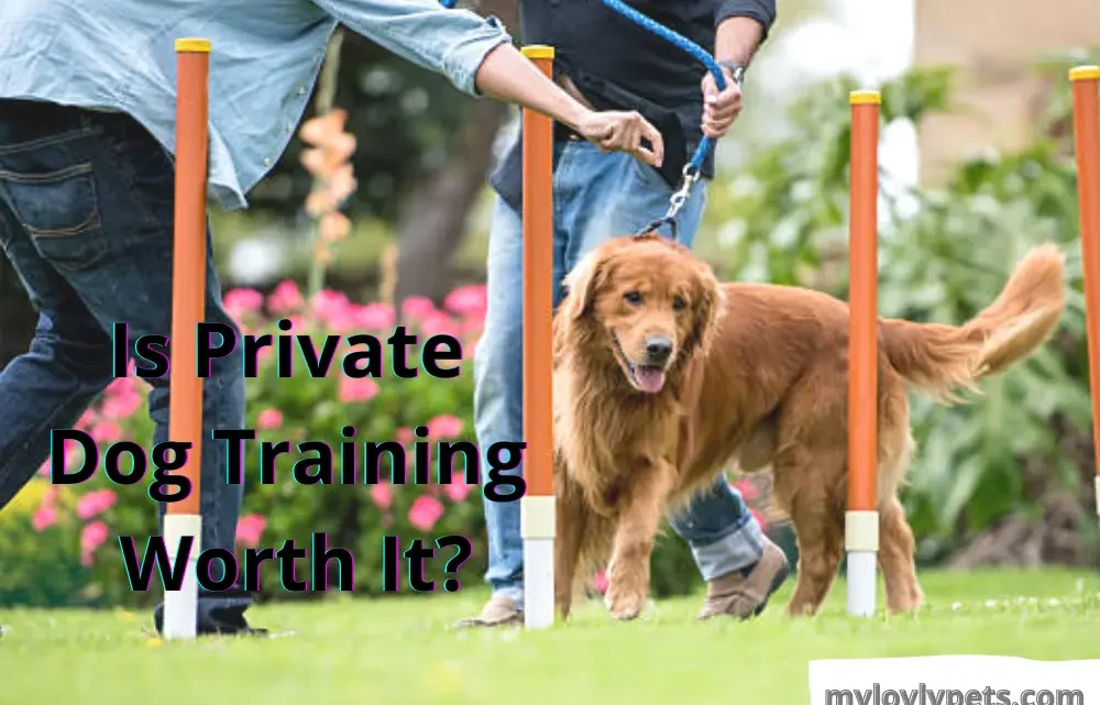 Is Private Dog Training Worth It? How To Cut Its Cost