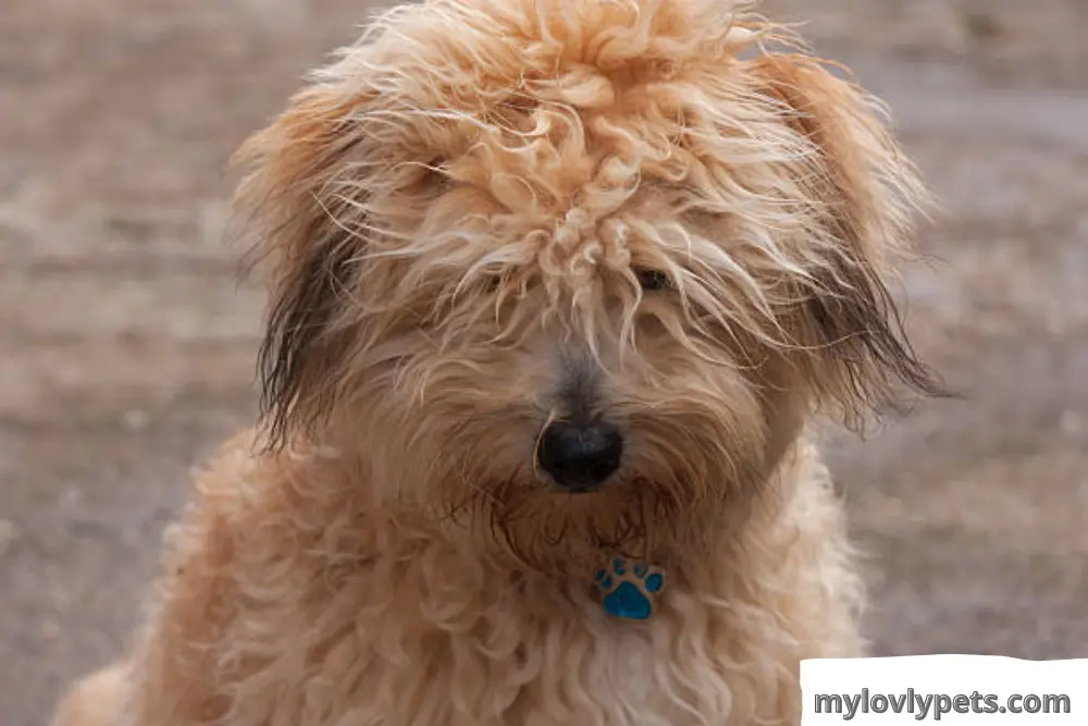  Home Remedies For Matted Dog Hair, Common household products can be used to create a detangling spray or conditioner.