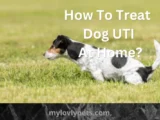 How To Treat Dog UTI At Home? 10 Natural Remedies
