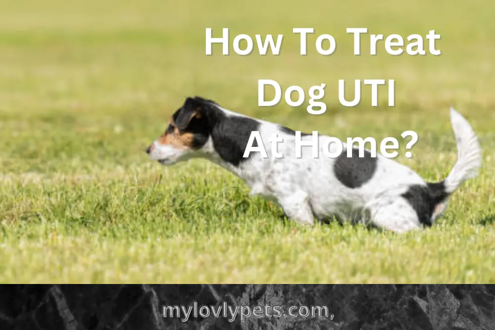 how-to-treat-dog-uti-at-home-10-natural-remedies