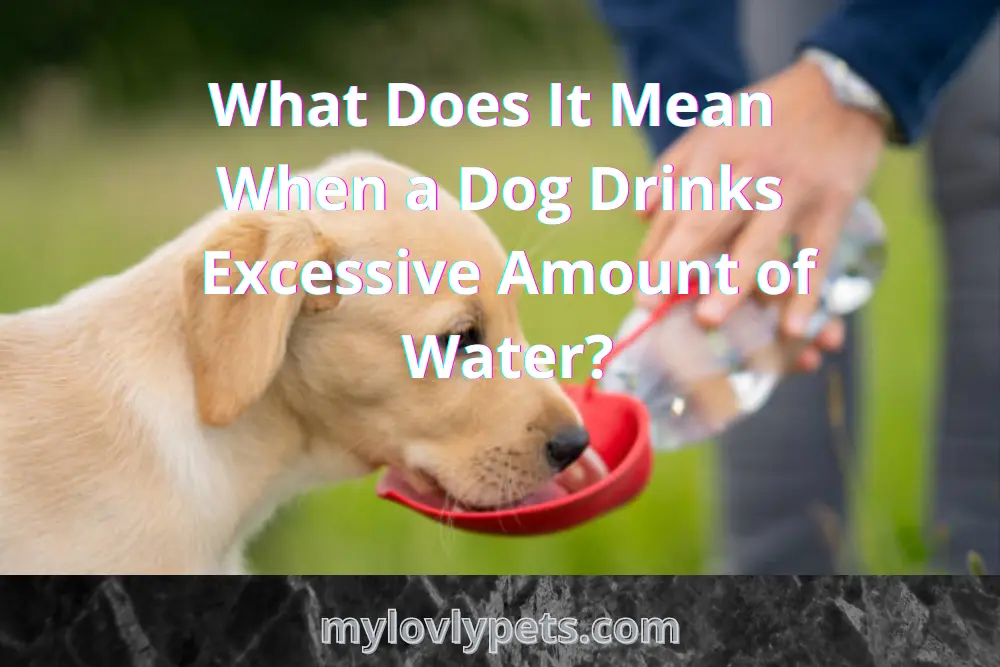 what-does-it-mean-when-a-dog-drinks-excessive-amount-of-water