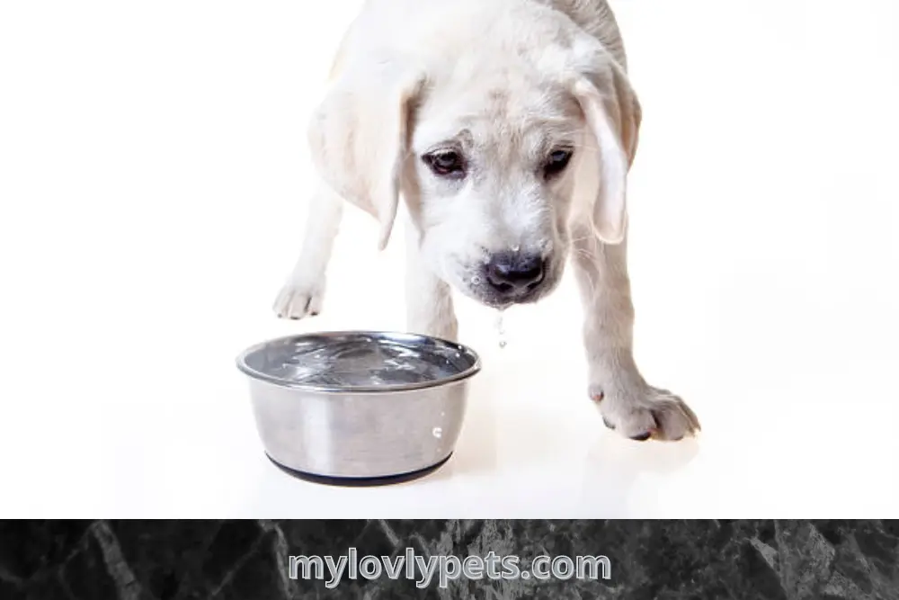What Does It Mean When a Dog Drinks Excessive Amount of Water?