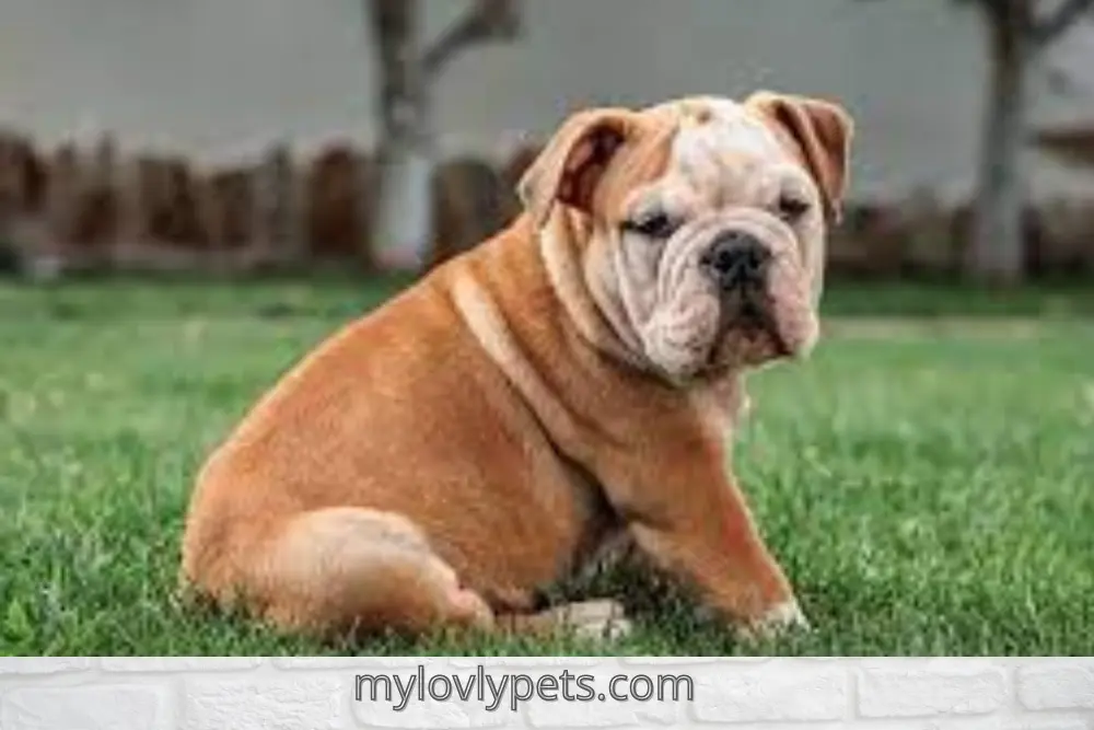 Are English Bulldogs Good House Dogs? A Complete Guide