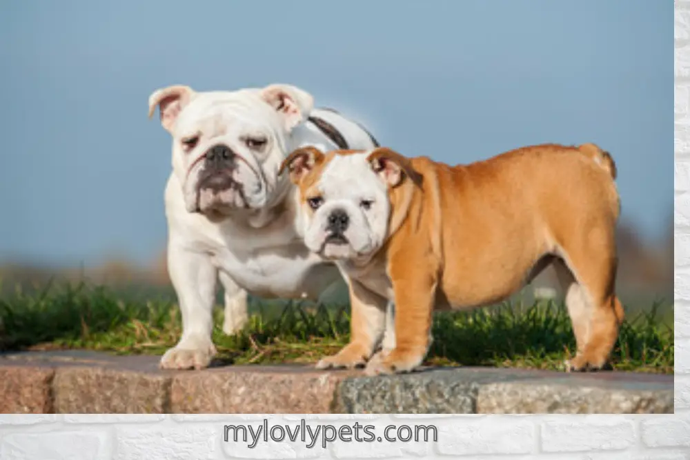 Are English Bulldogs Good House Dogs? A Complete Guide