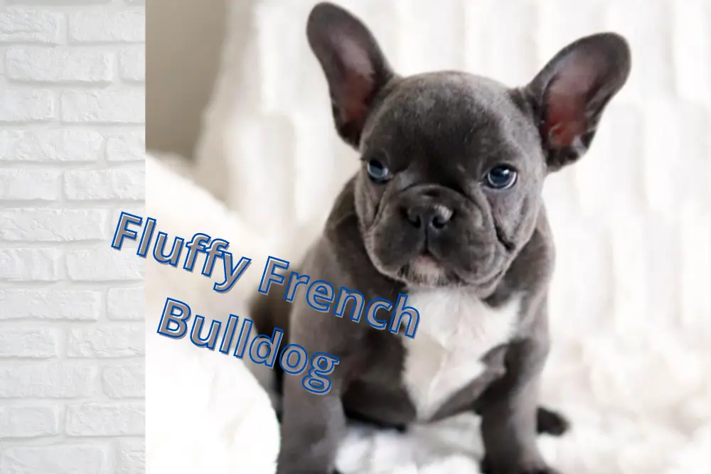 Fluffy French Bulldog/ Complete Information
