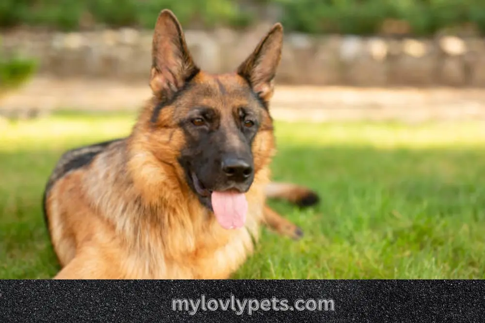 Why German Shepherds are expensive? A German Shepherd is a high-priced pet. This breed's price is affected by some different factors.