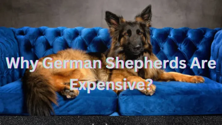Why German Shepherds Are Expensive? A Detailed Analysis