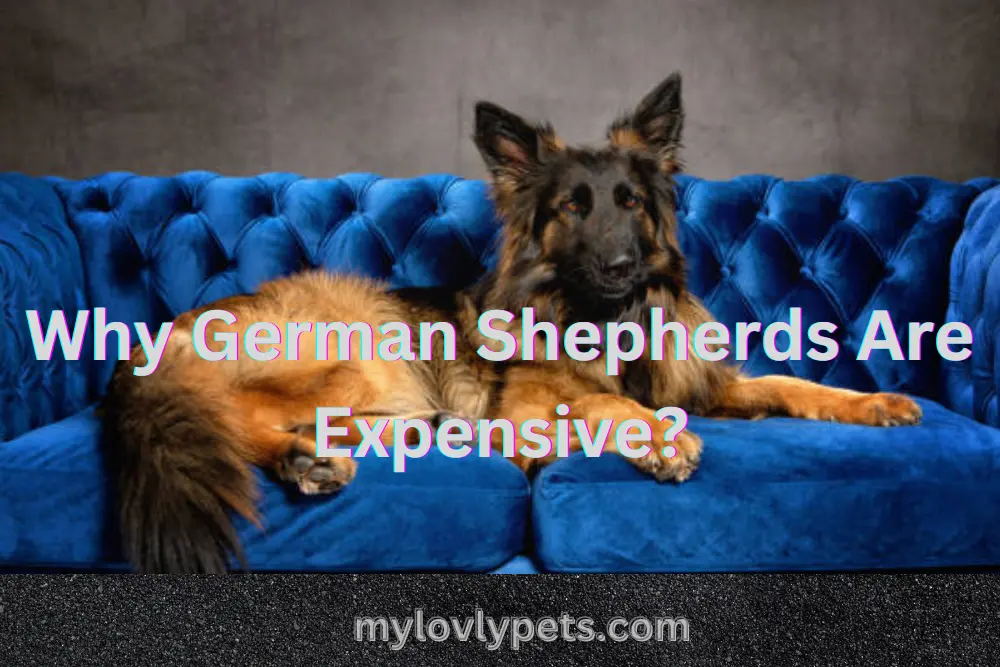 Why German Shepherds are expensive? A German Shepherd is a high-priced pet. This breed's price is affected by some different factors.