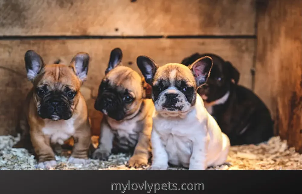 Are French Bulldogs Hypoallergenic? What You Need To Know