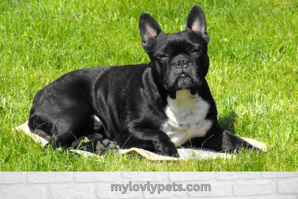 French Bulldogs why so expensive? because this breed costs more to adopt and maintain.