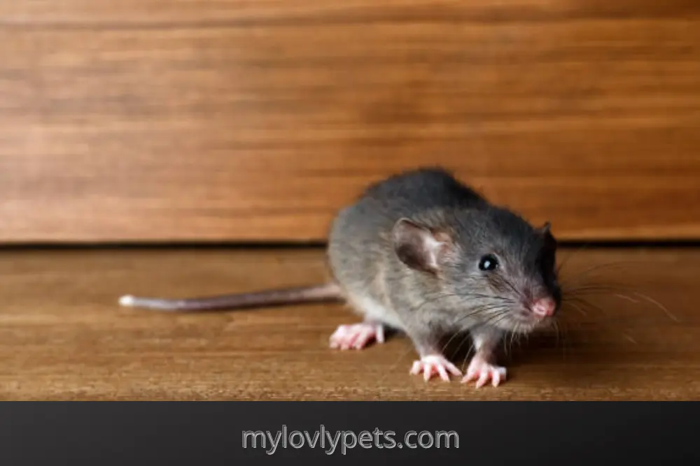 What Is The Best Home Remedy To Get Rid Of Mice?