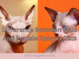 Difference Between Male And Female Sphynx Cats