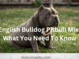 English Bulldog Pitbull Mix sitting on grass.