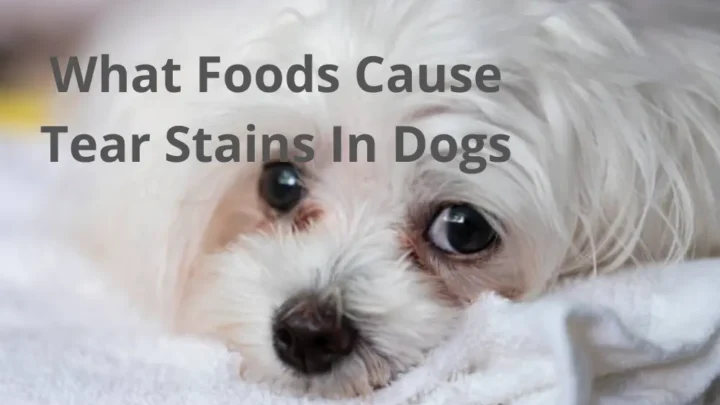 What Foods Cause Tear Stains In Dogs?