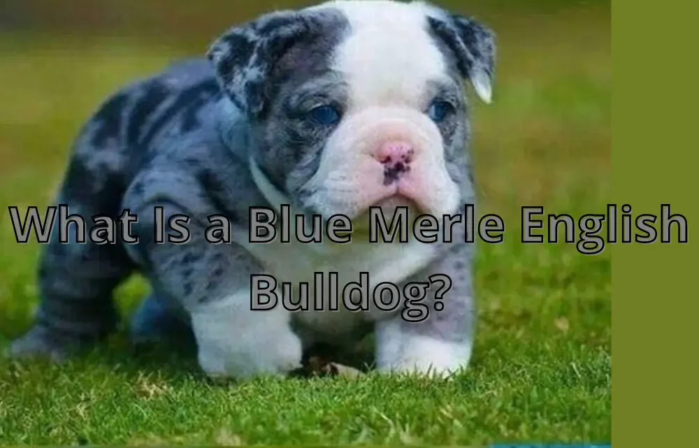 Blue Merle English Bulldog A Comprehensive Overview