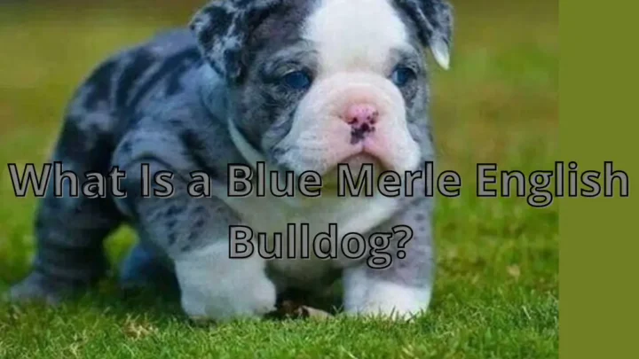 What Is a Blue Merle English Bulldog? My Lovely Pets
