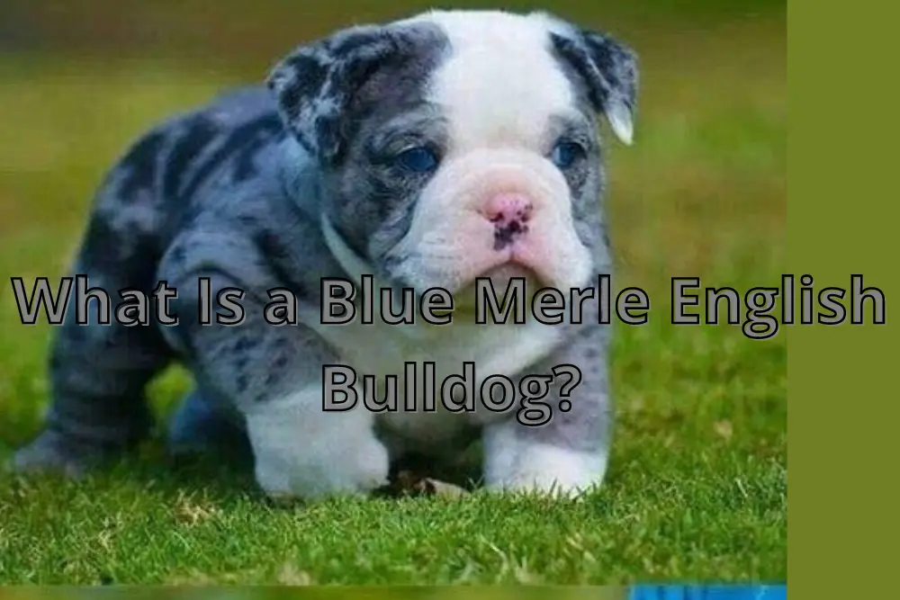 What Is a Blue Merle English Bulldog?