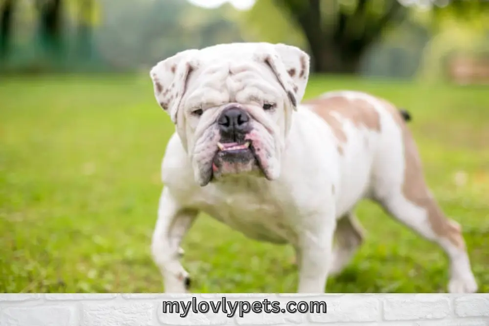 Should English Bulldogs Have An Underbite?