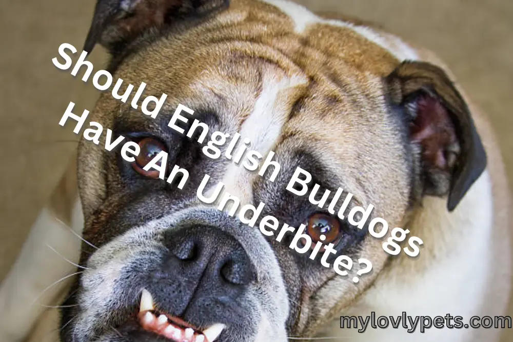 Should English Bulldogs Have An Underbite?