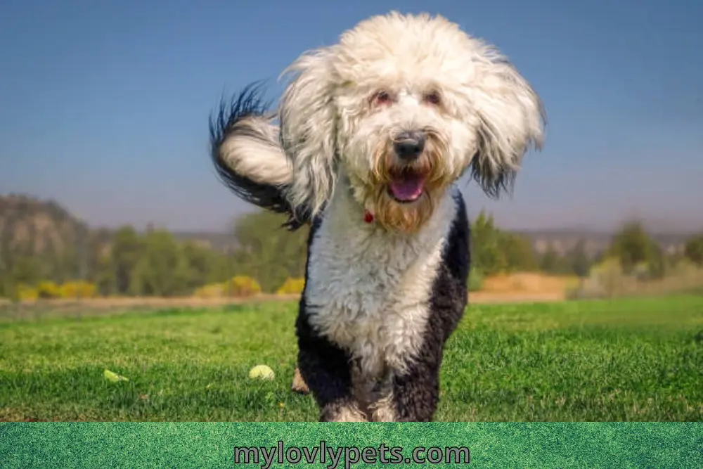 How Long Until A Sheepadoodle Is Full Grown? Sheepadoodle Weight Calculator