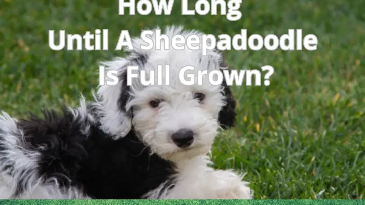 How Long Until A Sheepadoodle Is Full Grown? Sheepadoodle Weight Calculator