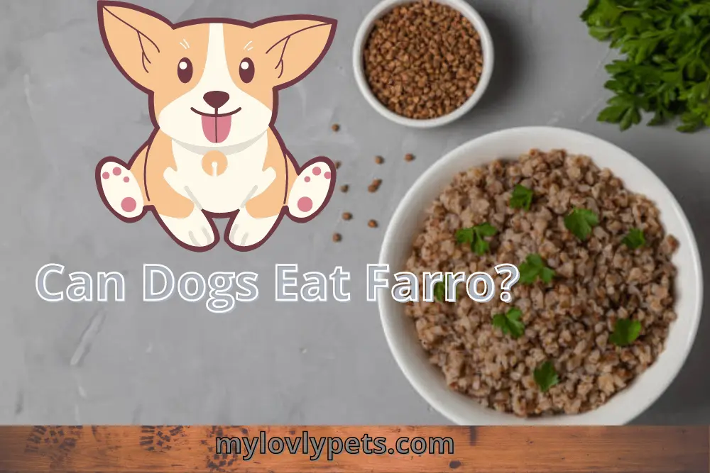 Farro For Dogs! Can Dogs Eat Farro?