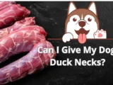 Can I Give My Dog Duck Necks?