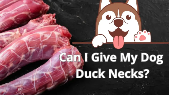 Can I Give My Dog Duck Necks? A Detailed Guide