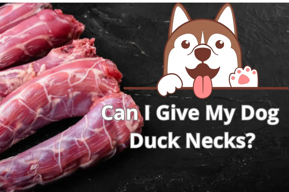 can dogs eat cooked duck neck