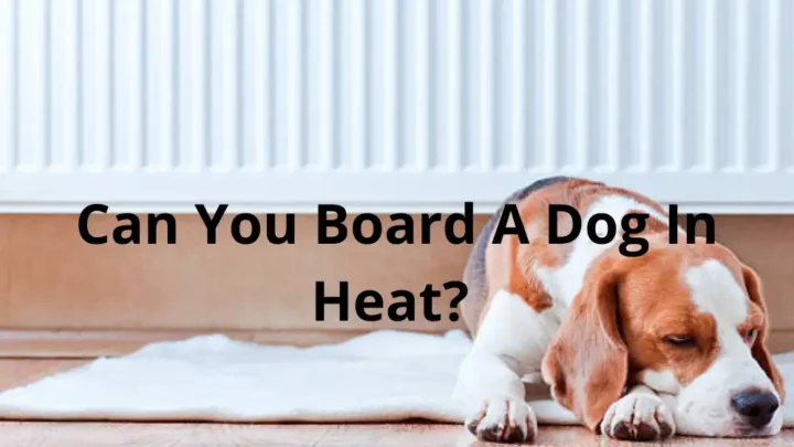Can You Board A Dog In Heat For The First Time? 