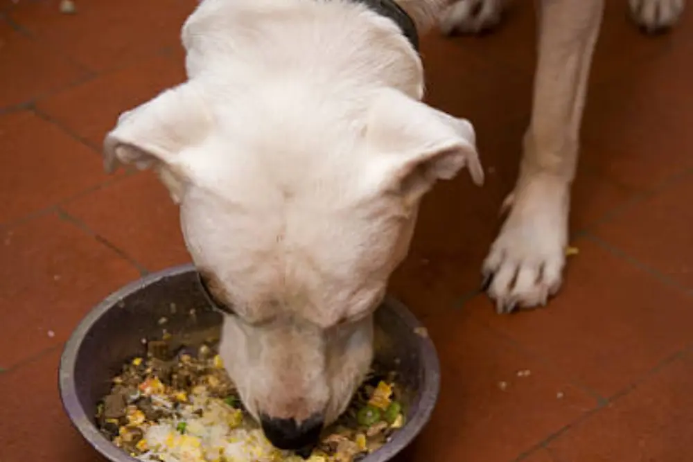 Couscous For Dogs! Can dogs eat couscous?
