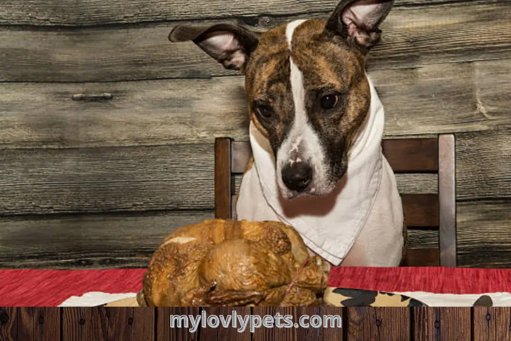 If Dog Is Allergic To Chicken Is Turkey Ok?