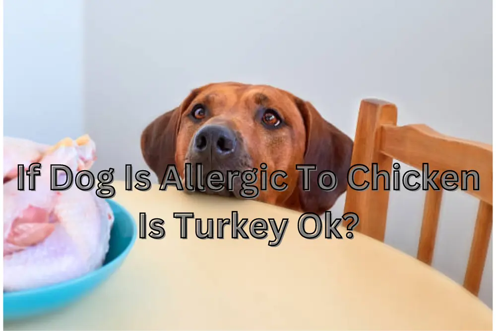 if-dog-is-allergic-to-chicken-is-turkey-ok